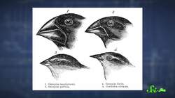 How Apple Flies Changed the Way We Think of Evolution Instructional Video