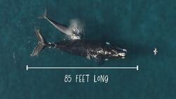 I WONDER - What Is The Second Largest Animal In The World? Instructional Video