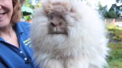 What Is a Lionhead Rabbit? Instructional Video