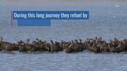 Satellites Are Helping To Feed Tired And Hungry Birds Instructional Video