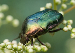 Beetles Instructional Video