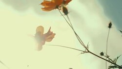 Orange Cosmos flower field with sun flare. - Stock video Stock Footage