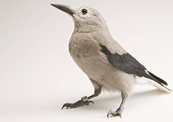 El cascanueces Instructional Video