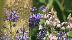 Flowers in a botanical gardens on a sunny spring day News Clip