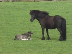 Heredity: Introduction Instructional Video