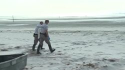 CLEAN : Biodiversity: seagulls and gannets, victims of a devastating bird flu News Clip