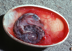 Origin of Species Instructional Video