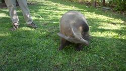 Fast and Deep! Aardvarks Dig Two Feet Underground in 15 Seconds Instructional Video