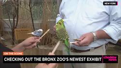 On the Scene: How the Bronx Zoo Is Helping Conservation News Clip