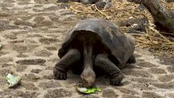 CLEAN : STOCKSHOTS: Galapagos reserve News Clip
