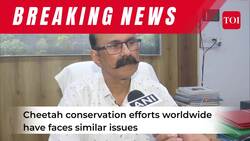 Ninth African Cheetah, Dhatri dies in Madhya Pradesh's Kuno National Park News Clip