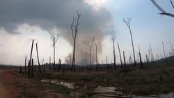 Devastation caused by Amazon rainforest wildfires News Clip