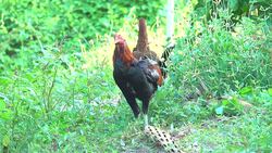 Chicken in a farm Stock Footage