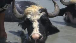 Animals try to stay cool during heatwave Instructional Video