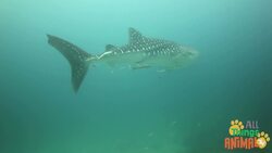 Discovering Sharks: The Majestic Hunters of the Deep Instructional Video