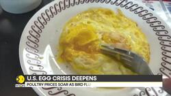 US egg prices soar as families raise backyard chickens News Clip