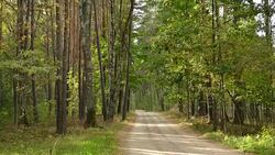 Forest road with sunspots Stock Footage