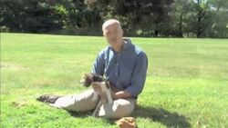 World's first in-vitro puppies News Clip