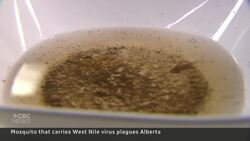 Mosquitos carrying West Nile survive Prairie winters News Clip