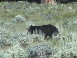 Writing in Science: Research and Writing Instructional Video