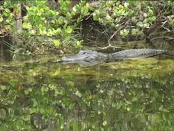 What Is a Reptile?: What Are Reptiles? Instructional Video