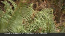 Thousands of wild species are at risk of extinction: report News Clip