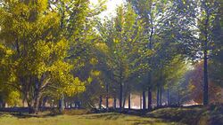 Falling leaves in autumn forest at calm sunny day Stock Footage