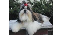 Pros & Cons of the Shih Tzu Breed Instructional Video