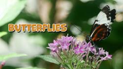 I WONDER - Why Are Butterflies So Colourful? Instructional Video