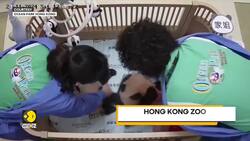 Hong Kong Zoo Marks 100 Days of Twin Panda Cubs News Clip