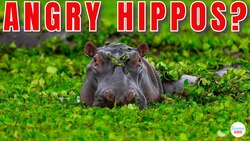 Why Are Hippos So Aggressive? Instructional Video