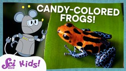 Why Are These Frogs So Colorful? | SciShow Kids Instructional Video
