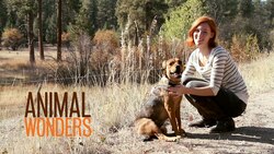 Autumn Preparations Instructional Video