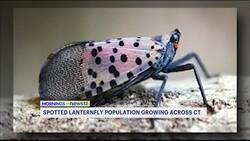 Spotted lanternfly growing in numbers across Connecticut News Clip