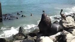Sea lions at a beach Stock Footage