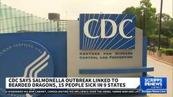 Salmonella infections traced to pet bearded dragons, CDC says News Clip