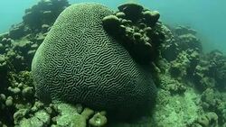 Brain Coral. Stock Footage
