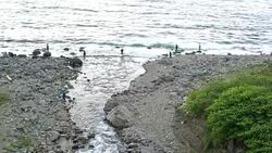 Fishermen Fishing For Pink Salmon At The Sea Of Okhotsk In Hokkaido, Japan Stock Footage