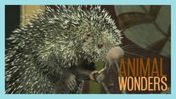 Kemosabe Q & A - So Much Kemosabe! Instructional Video