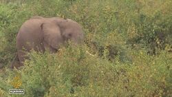 Uganda wildlife: Decades-long conservation efforts at risk News Clip