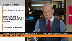 Avian flu forces cull at Quebec duck farm News Clip