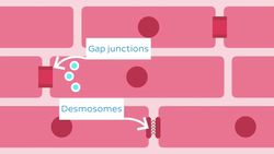 Cardiac muscle Instructional Video