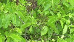 wide view of pisonia seed burrs on a tree at heron island Stock Footage