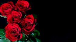 Flowering of roses Stock Footage