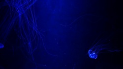 Close-up Jellyfish, Medusa in fish tank with neon light. Stock Footage