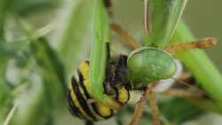 Mantis religiosa eating a wasp spider (Argiope bruennichi) Stock Footage