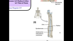 Structural & Functional Classifications of Joints | Fibrous & Cartilagenous Instructional Video
