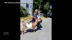 RCMP officers gave some goats a ride to a safe space from the wildfires (no, really!) News Clip