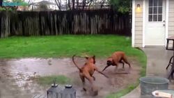 A Dog's Guide To Enjoying The Outdoors Instructional Video