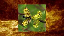 On The Front Lines of Viking Raids Instructional Video